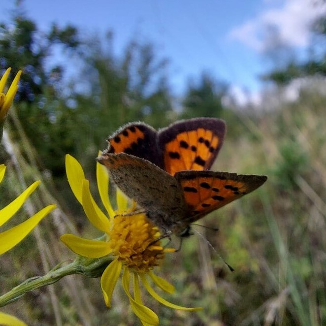 Small copper butterfly on a yellow flower in long grass with a blue sky