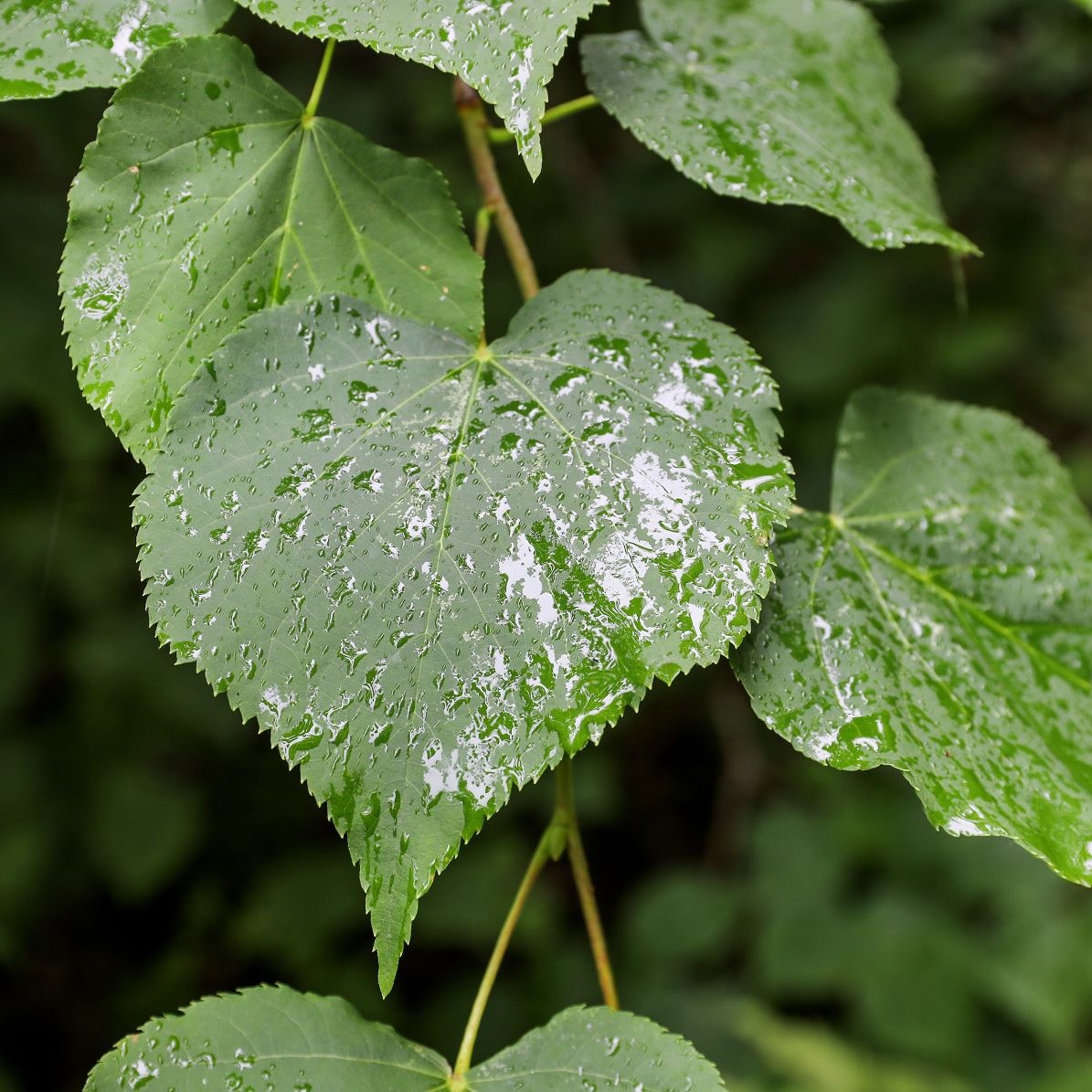 Raindrops on heart shaped leaves of a small leaved lime tree