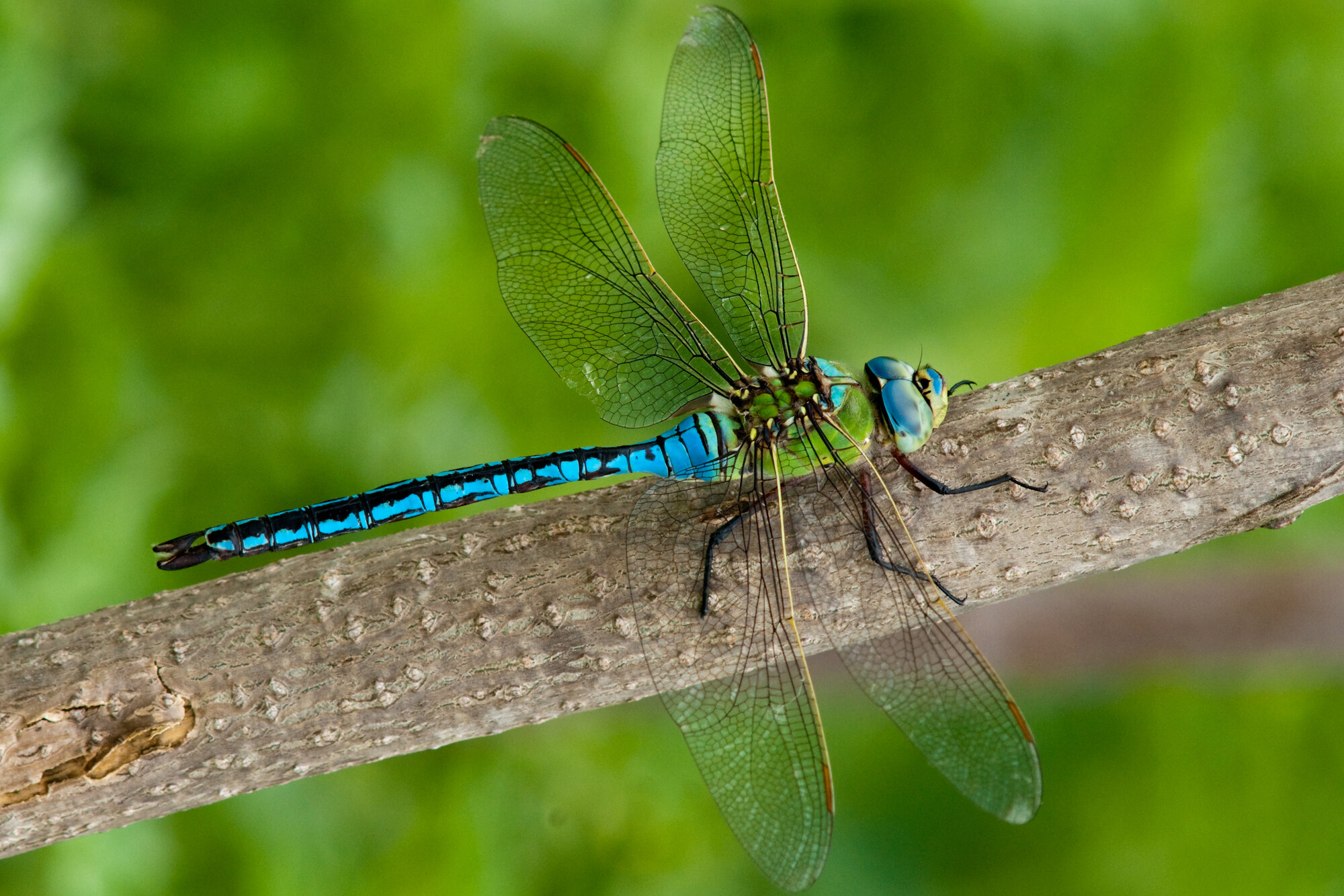 Male emperor dragonfly on branch