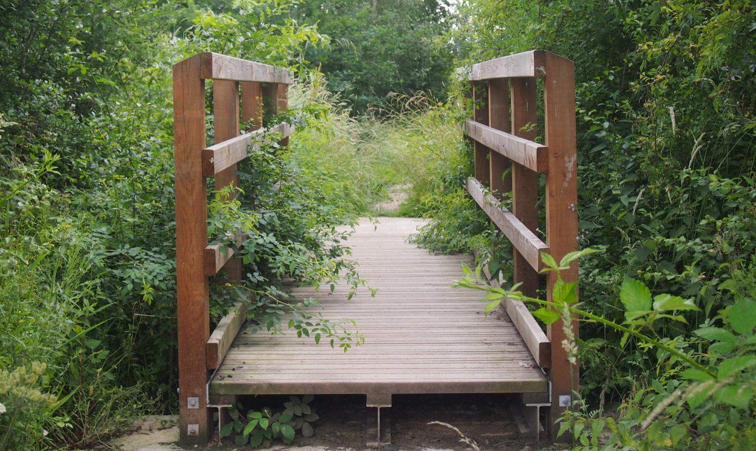 A wooden bridge over a brook with hedges either side.