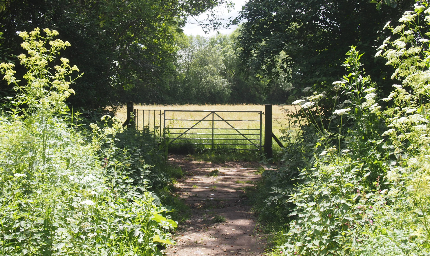 A bridge in the foreground leading to a gate, which leads in to an open field. The track is sandwiched by hedges.