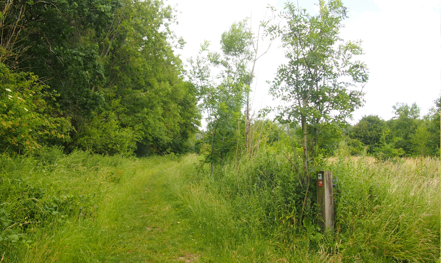 A path running straight ahead and adjacent to a woodland on the left hand side with a waymarker on the right.