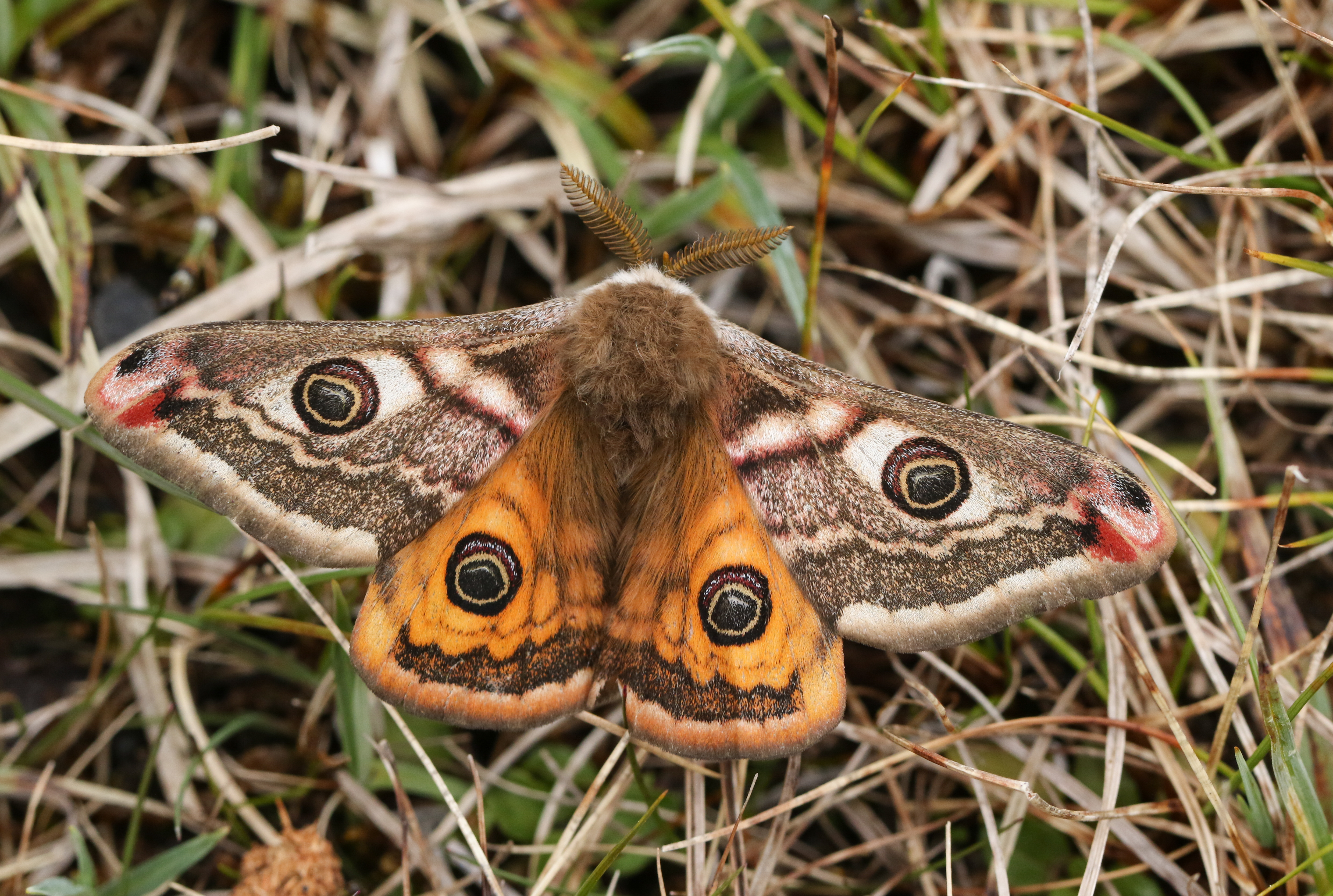 male emperor moth on grass