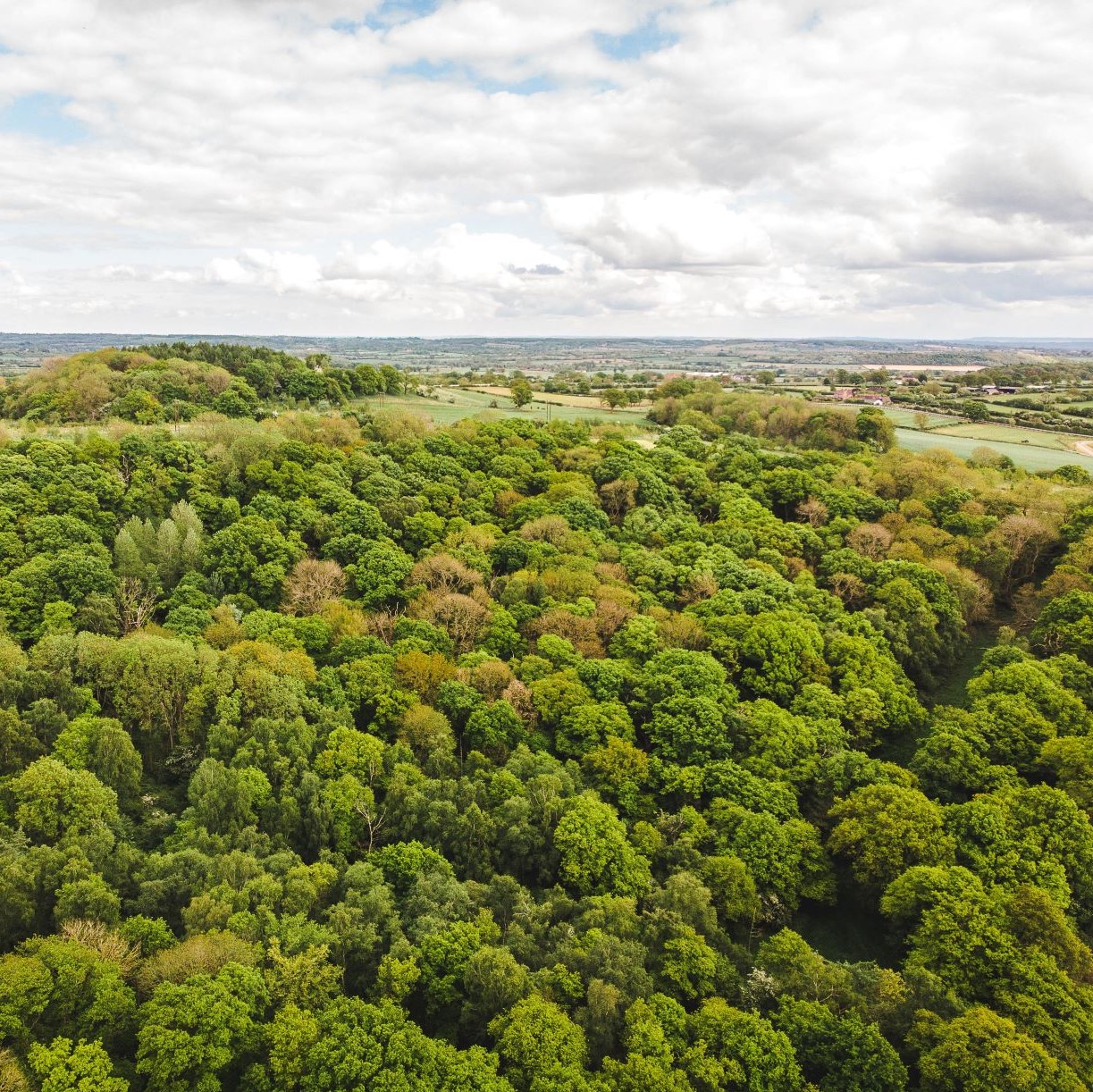 An aerial view of Alne Wood in summer