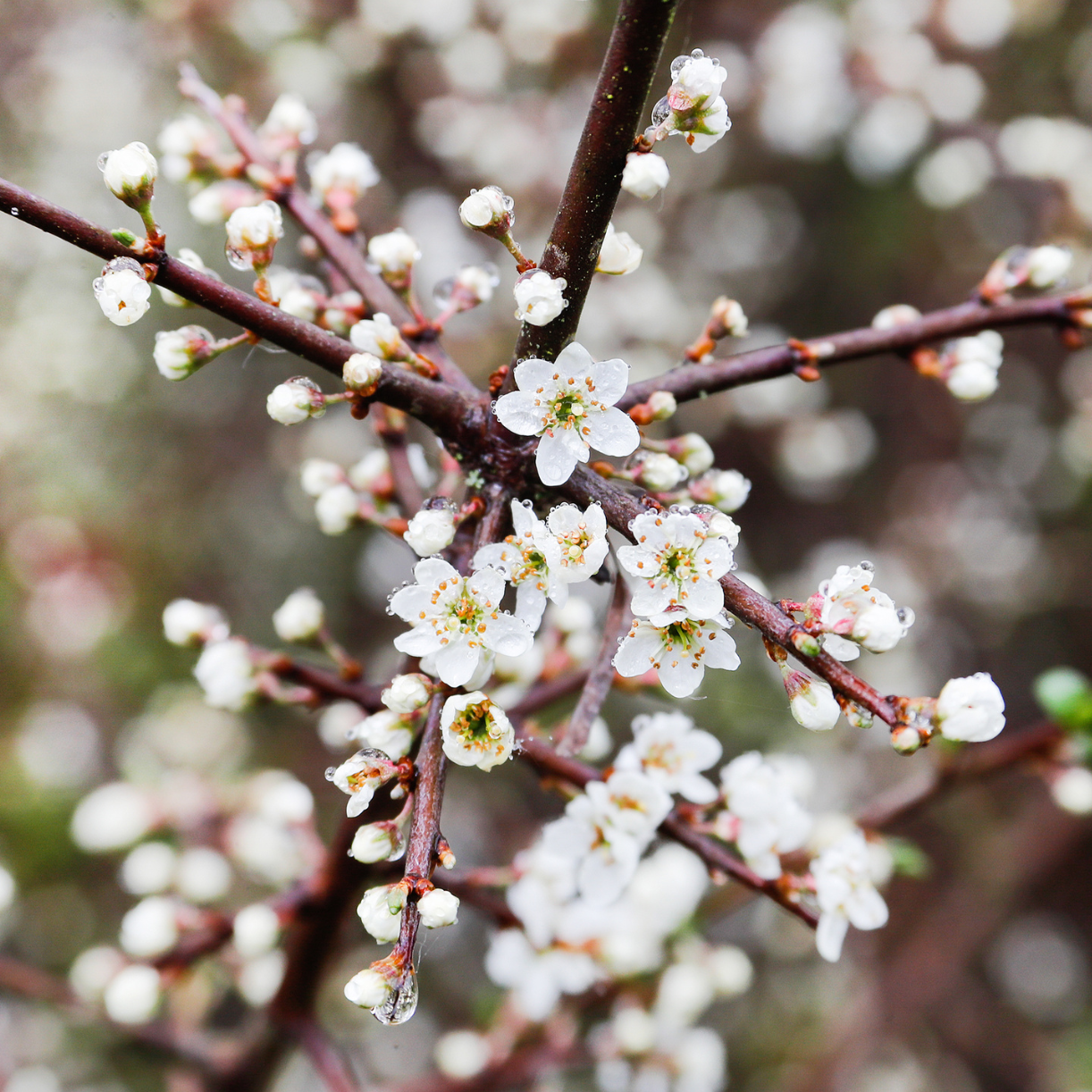 A close up of blossom flowers.