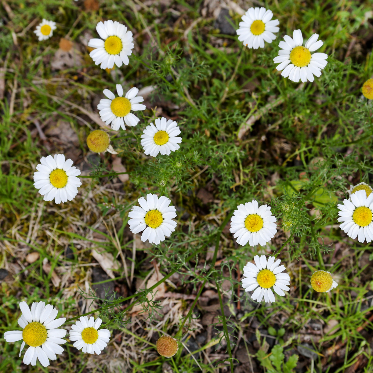 Daisies at Alne Wood Park Natural Burial Ground