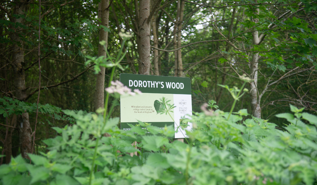 A large rectangular sign that says 'Dorothy's Wood', surrounded by new spring vegetation.