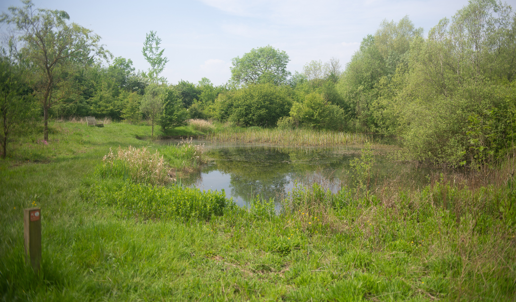 A view of Collett's pond on a sunny spring day.