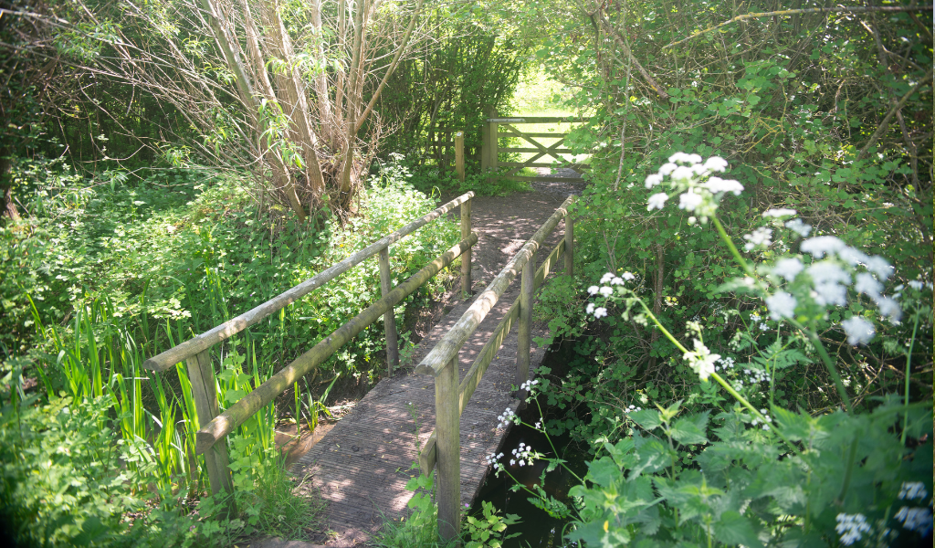A view of a wooden bridge across Noleham Brook, surrounded by spring foliage.