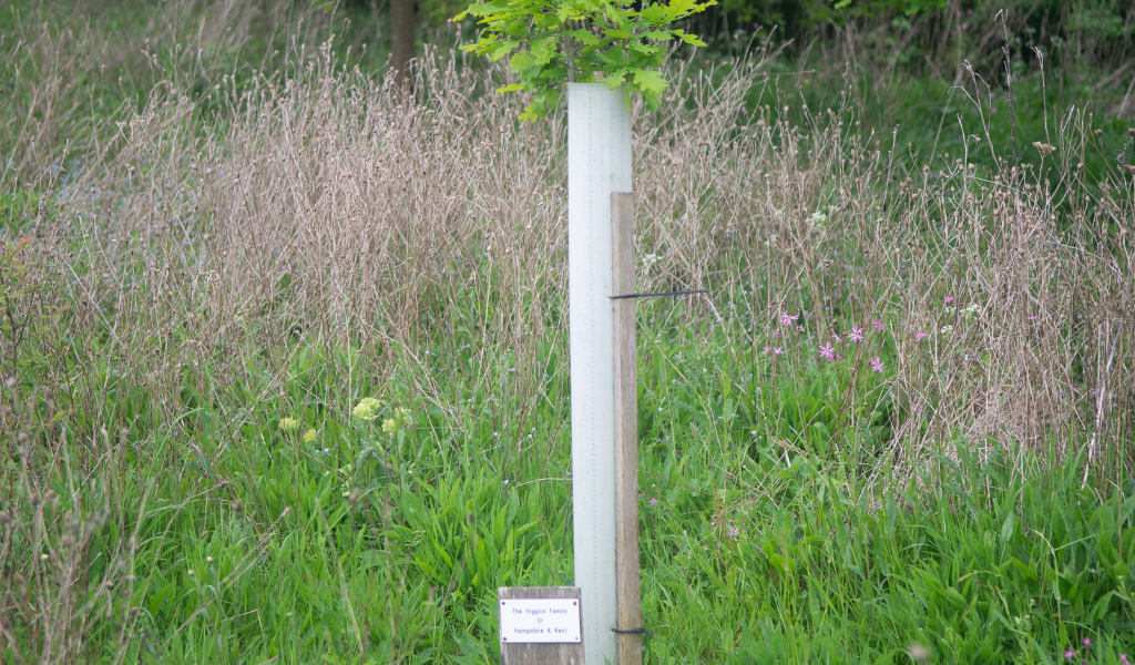 A close up of a tree dedication, including plaque and a thriving young tree in a protective tree guard.