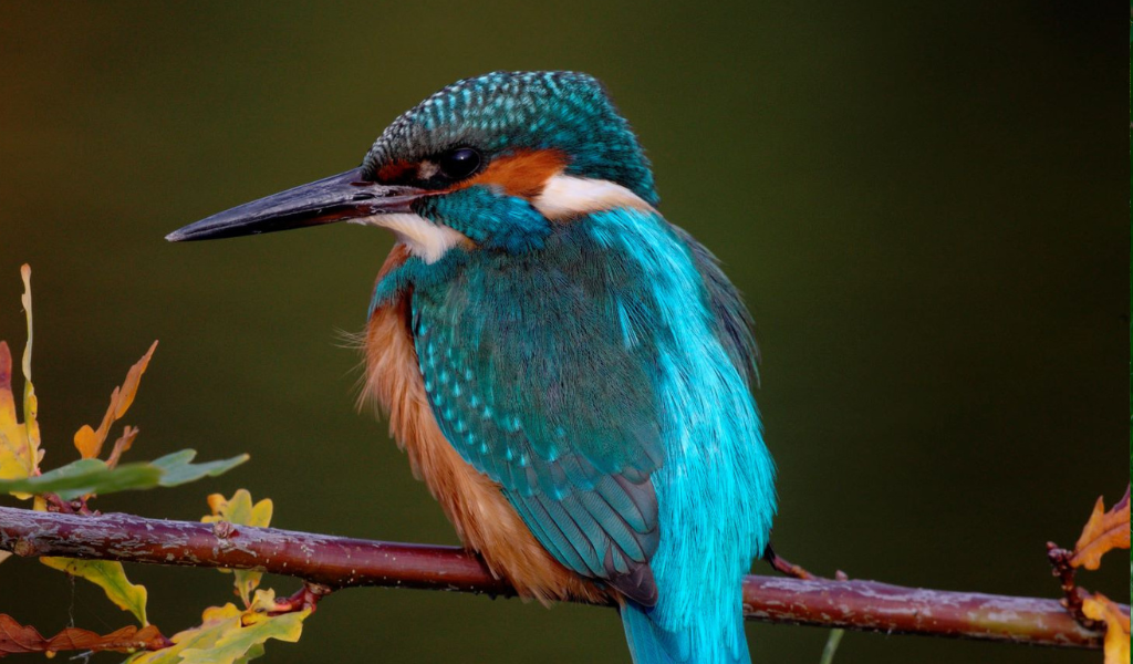 A kingfisher with bright blue and orange plumage sitting on a tree branch.