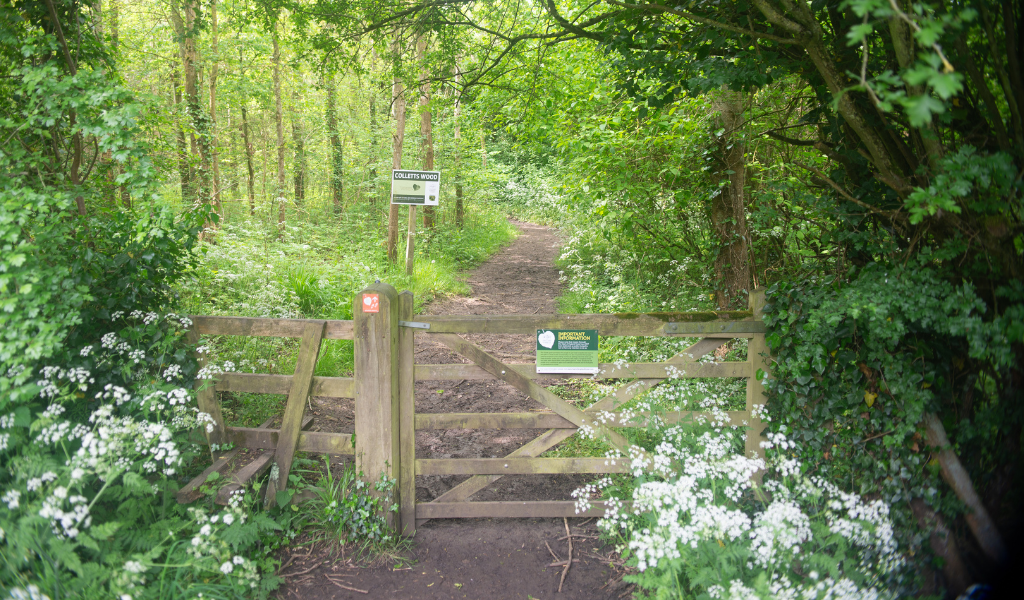A woodland gate leading in to a lush, green woodland, surrounded by spring foliage.