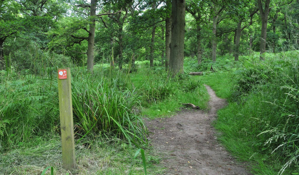 A pathway leading straight on slightly to the right with a navigational signpost on the left