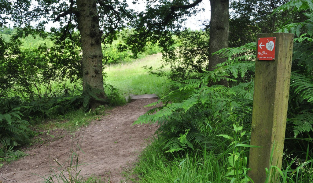 A footpath leading through mature trees to a set of wooden steps