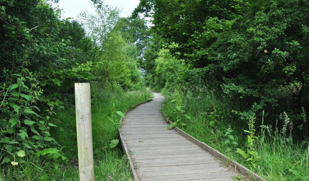 The boardwalk through the Forest at Morgrove Coppice
