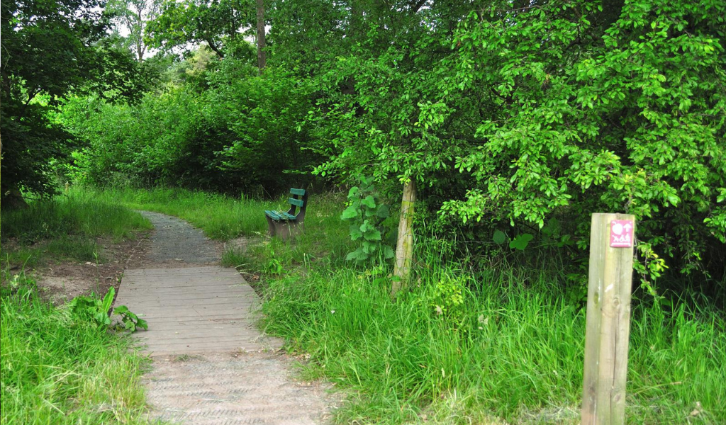 A pathway leading in to a mature area of woodland