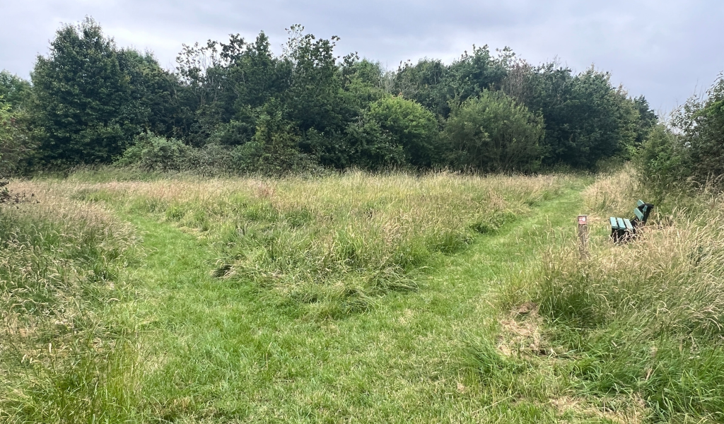 An open area of grassland and forked paths at Giddings Wood