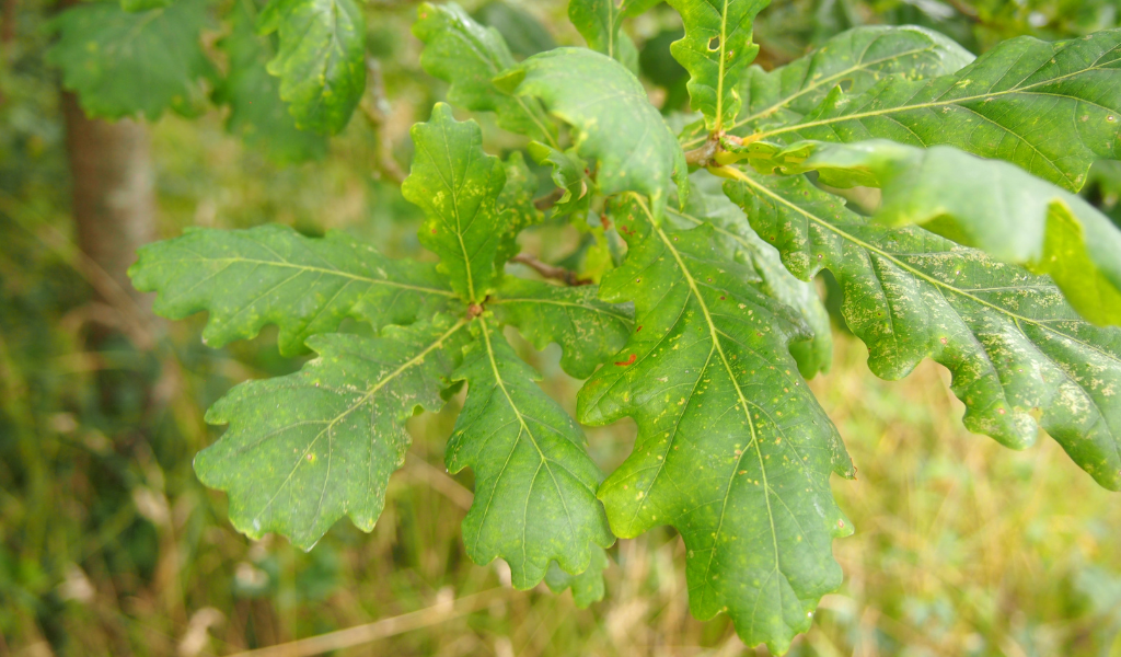 A close up of bright green oak tree leaves at Coxmere Wood