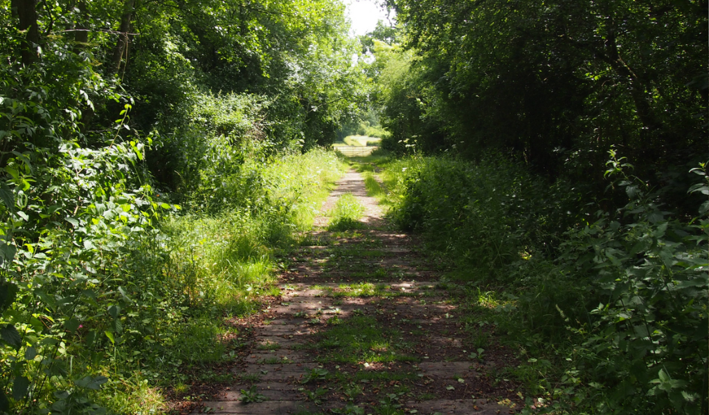 A pathway with a corridor of trees either side of the path.