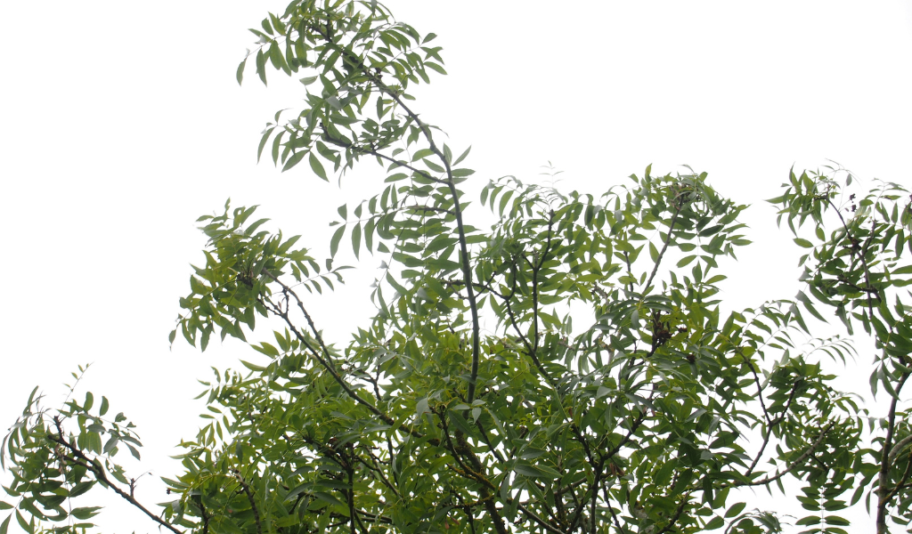 A view of ash tree leaves and small branches from the underside looking into the sky behind