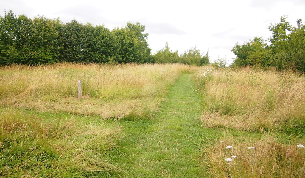 A view of the open area of Coxmere Wood on a summers day