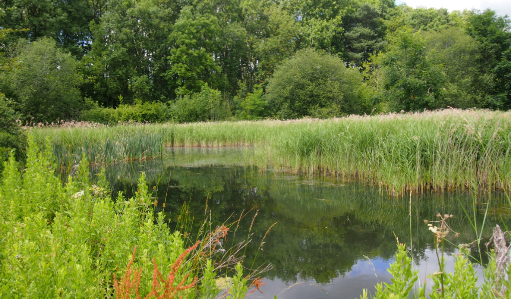 A view of a large pond with Studley Thorns Wood in the background.