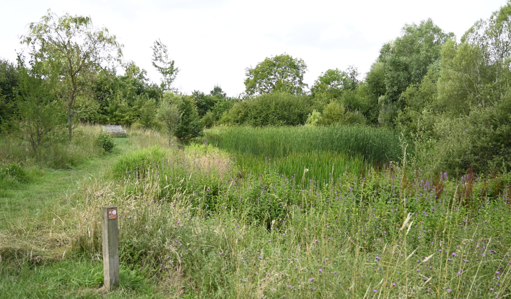 A view of Collett's pond on a sunny summers day.