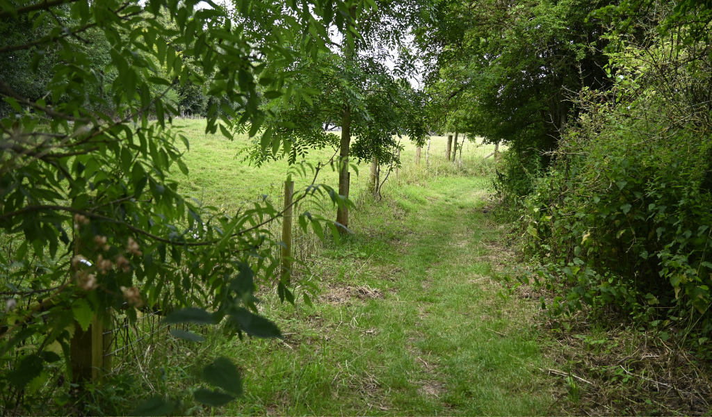 A pathway running adjacent to an open area of woodland surrounded by mature trees.