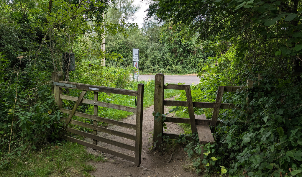 An ajar gate leading to a road, and another area of woodland across from it.