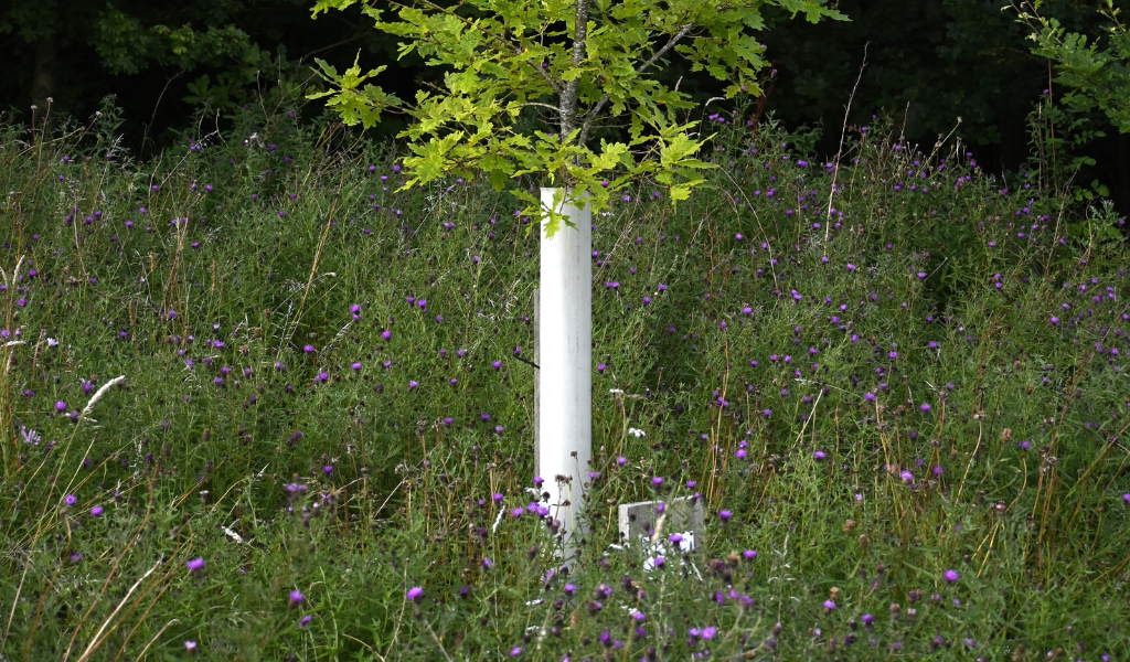 A close up of a tree dedication, including plaque and a thriving young tree in a protective tree guard.