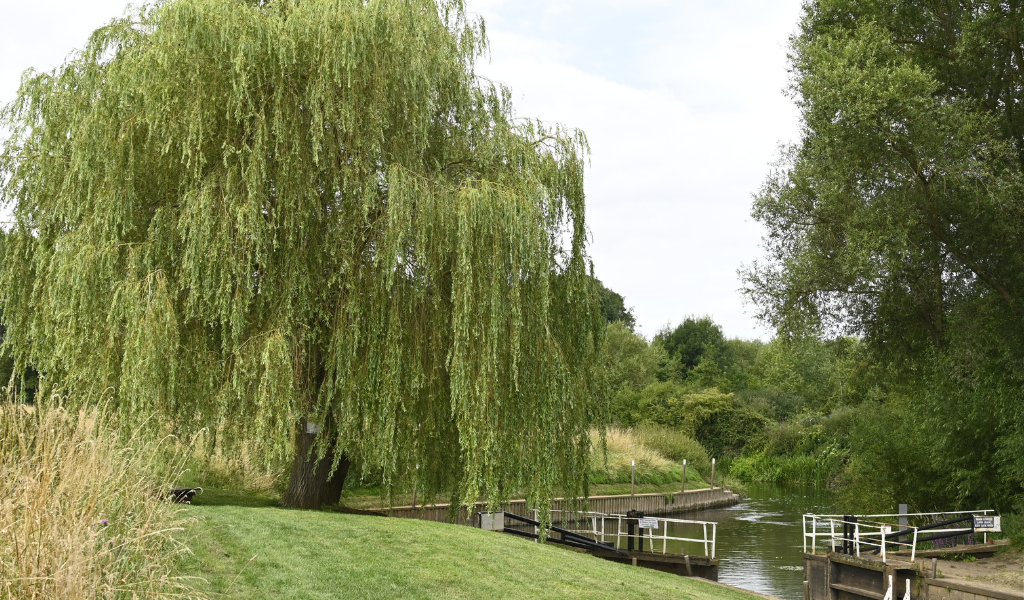 A view of the loch on the River Avon with a weeping willow next to it - the path follows along the river.