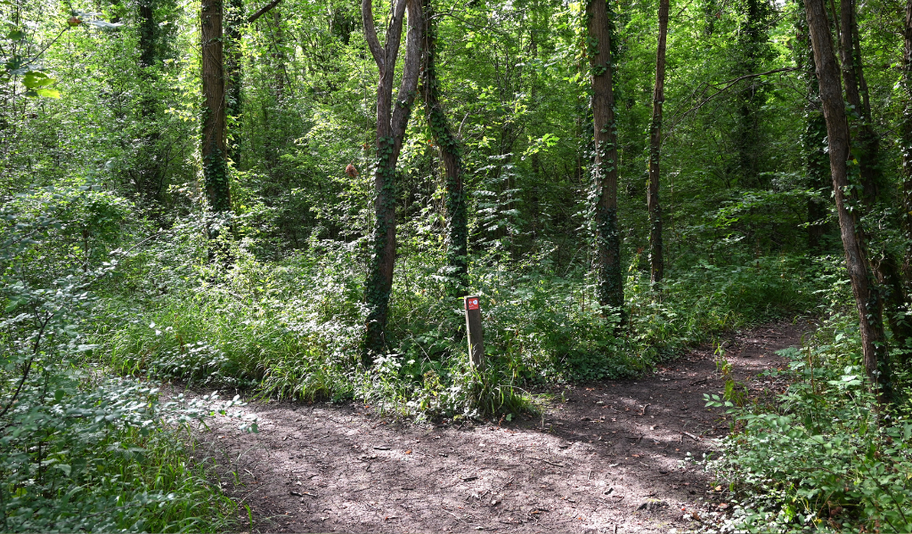 A fork in a woodland path along the Founder's Walk.