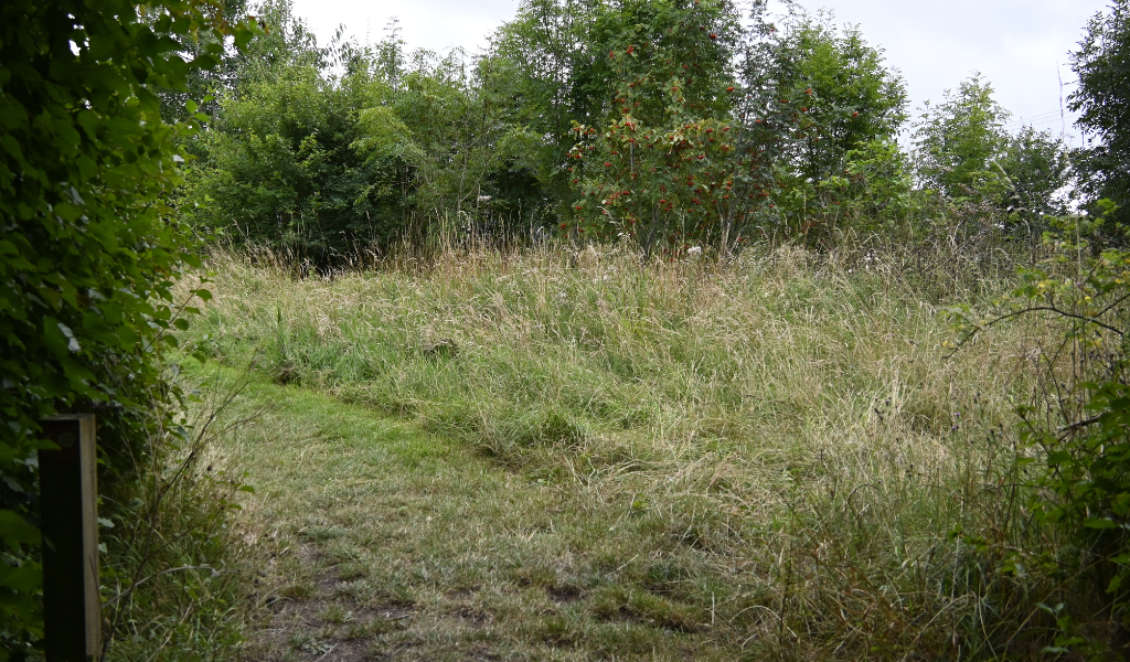 An open area of woodland surrounded by mature trees.