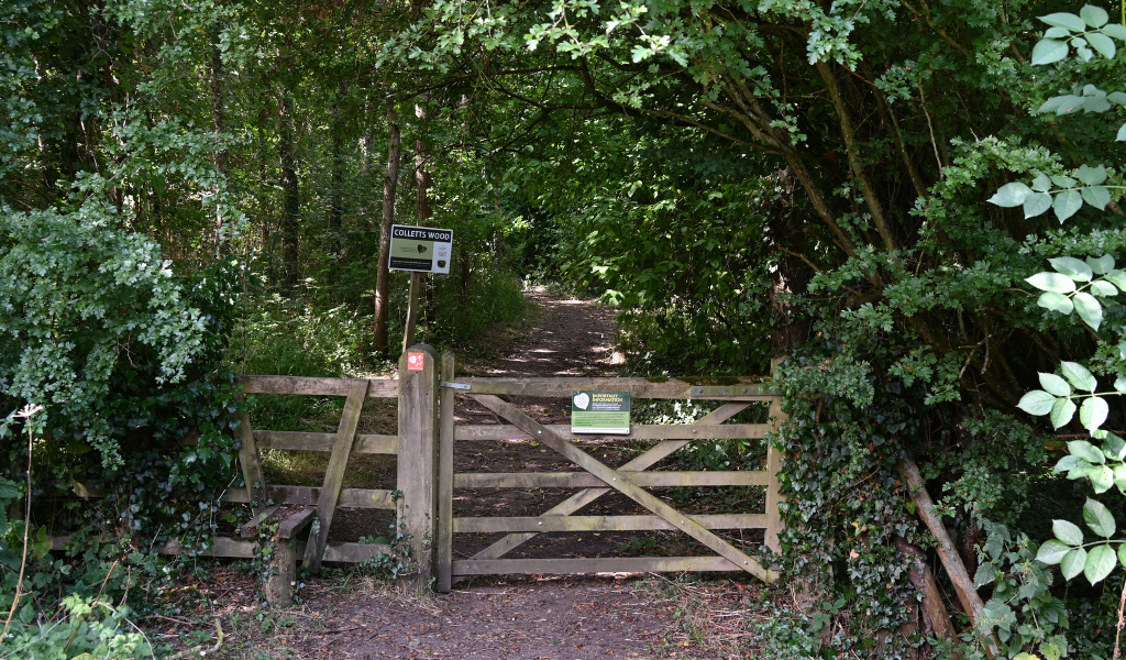 A woodland gate leading to another area of woodland in the Forest.