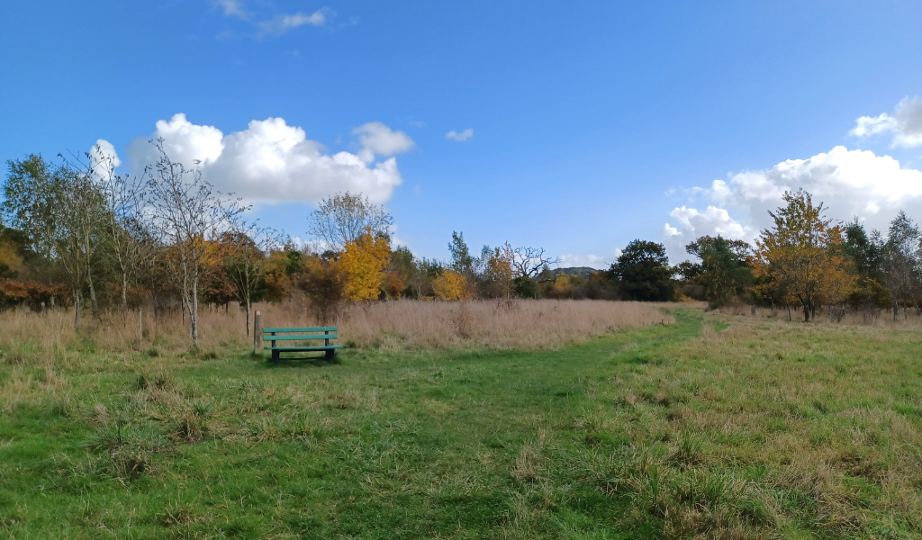 A large open space in the Forest with a bench in the distance