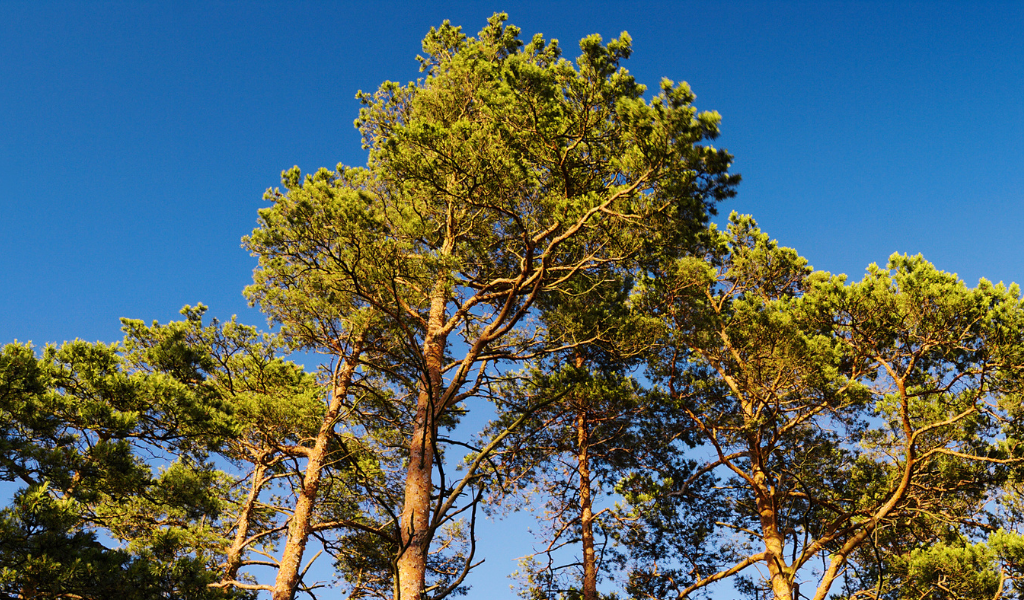 A close up of the crowns of Scots pine trees