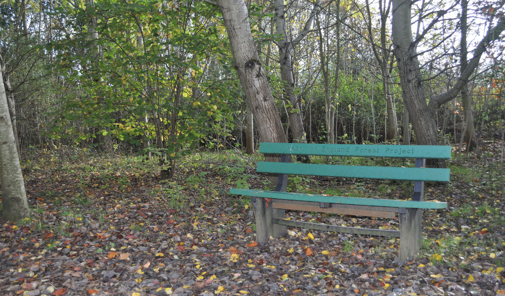 A bench near the end of the Gidding's Wood walk