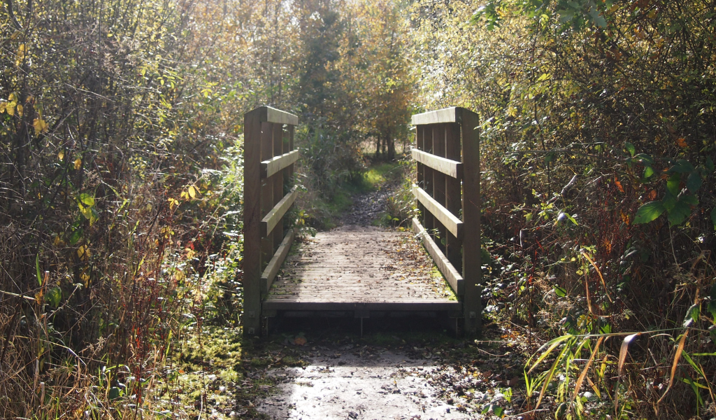 A wooden bridge over a brook with hedges either side.