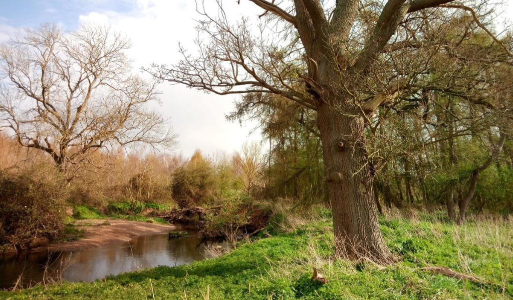 A view of the River Arrow with trees lining the banks