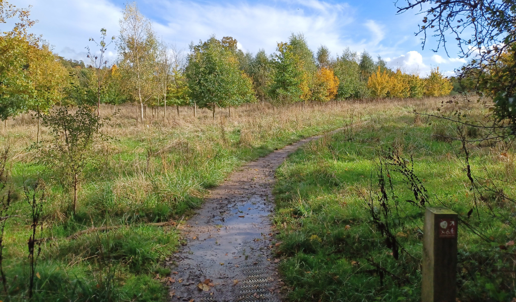 A path leading into open grassland and a young woodland with mature trees in the distance