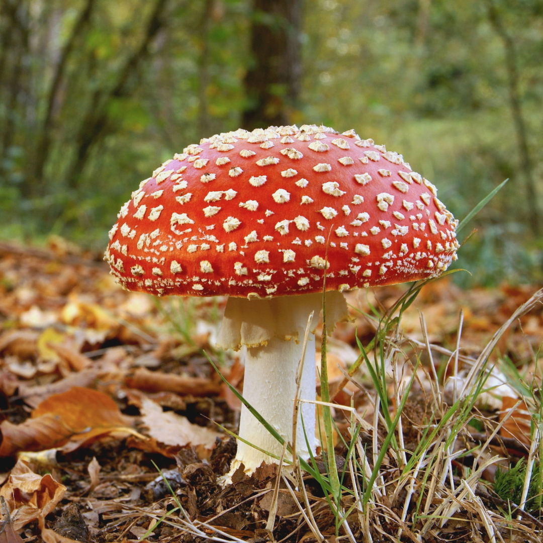 Fly agaric fungi