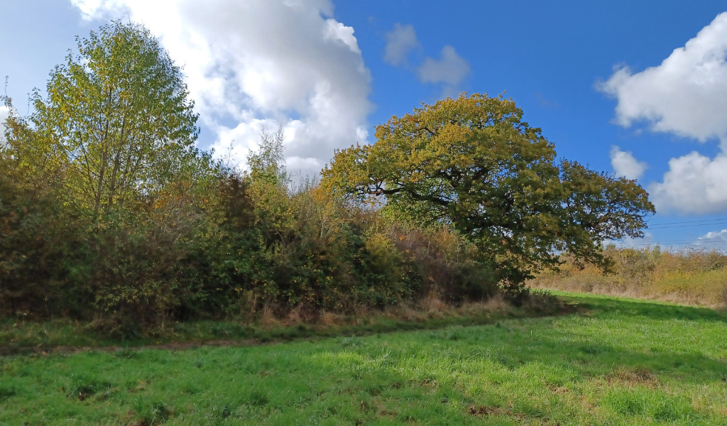 A large oak tree to the left hand side of the footpath guiding a path through the Forest