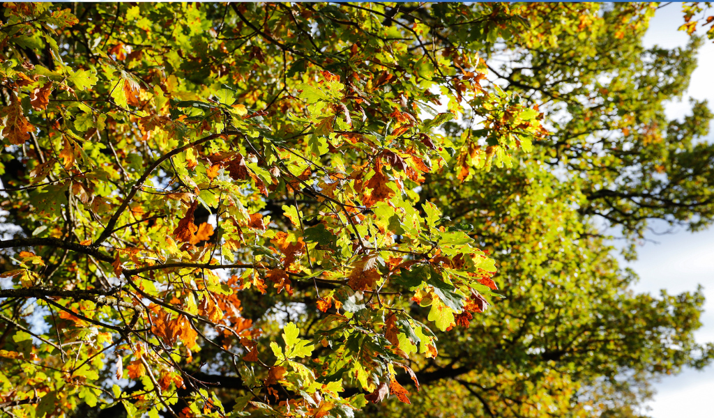 A close up of mature oak tree leaves in autumn