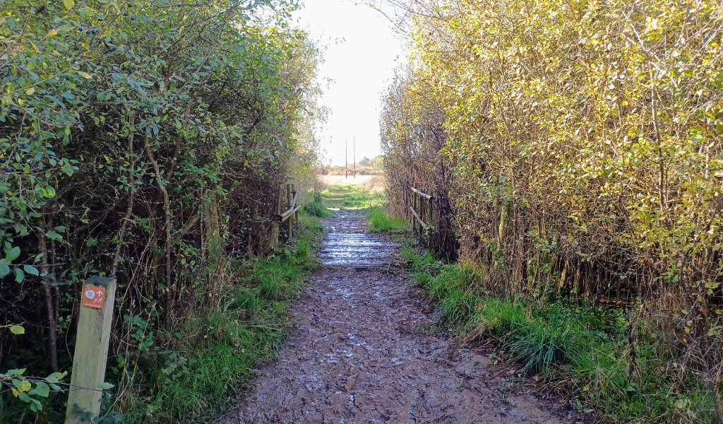 A footpath through a hedgerow across a wooden bridge