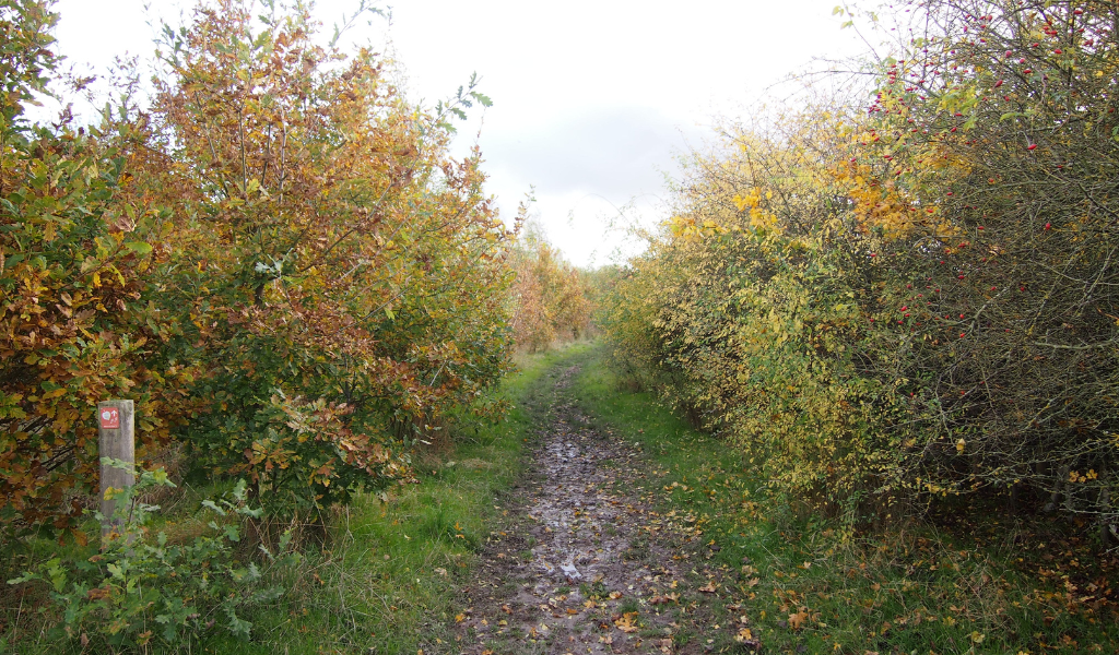 A continuing footpath through open land with a waymarker on the left alongside a hedgerow.