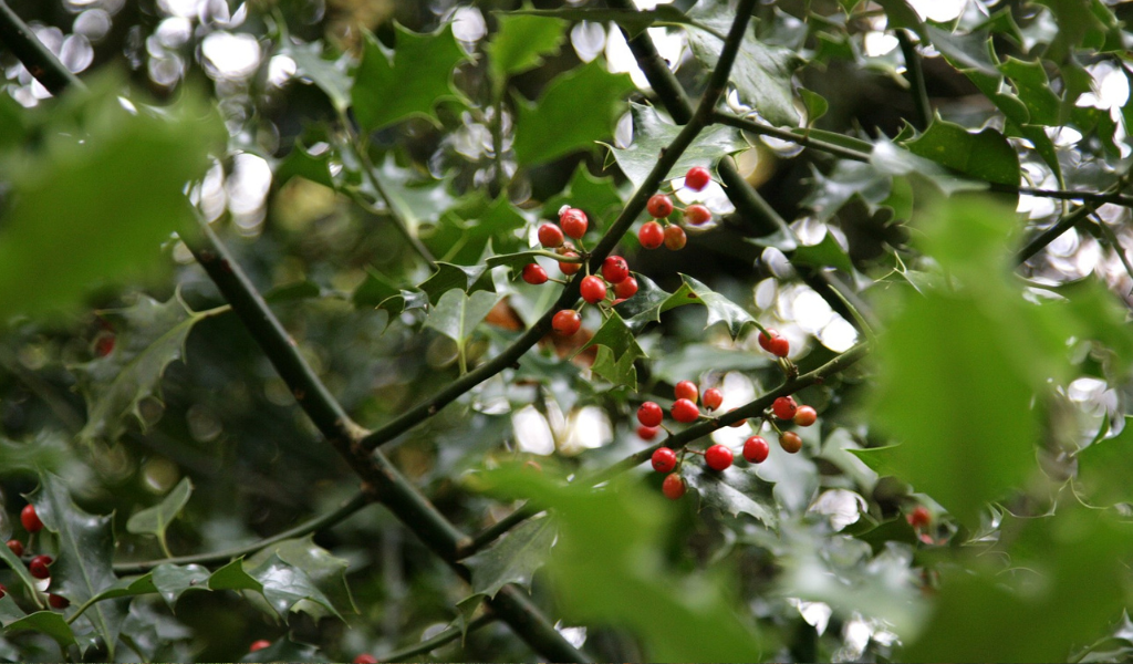 A close up of a holly tree with berries