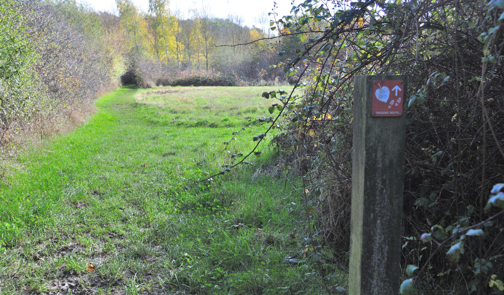 A view from the path along the mature hedgerow with a young plantation to the right