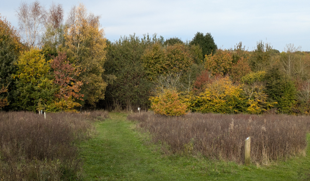 A view of the 'tree dedication' area in Dorothy's Wood in autumn