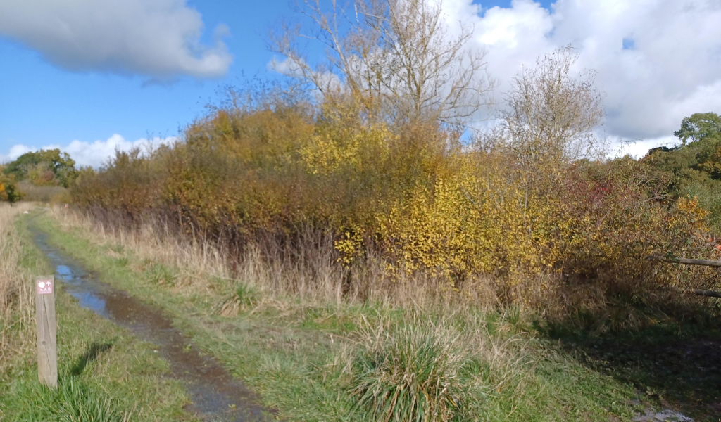 A footpath with an autumnal looking hedgerow lining the path on the right