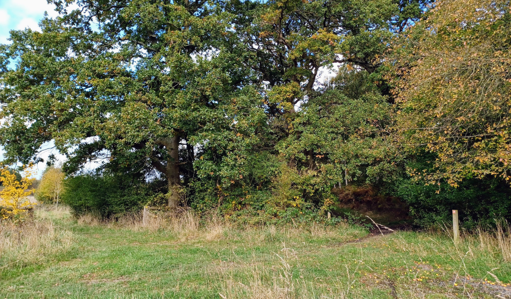 A footpath leading through mature trees into Spernal Park woodland